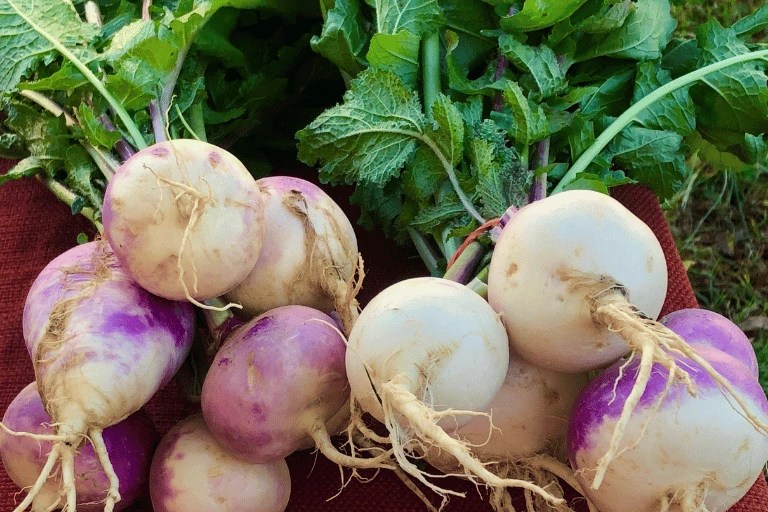 How to Grow Turnips from Scraps Step by Step Guide