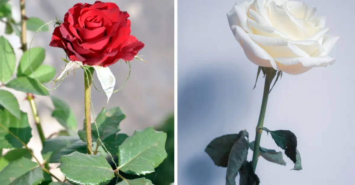 Can a Rose Plant Survive without Leaves?