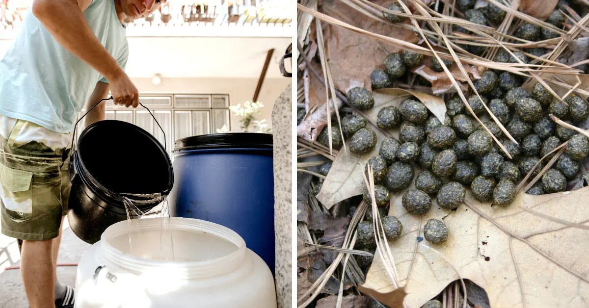 Two Methods to Make Rabbit Fertilizer Tea AllNatural Fertilizer