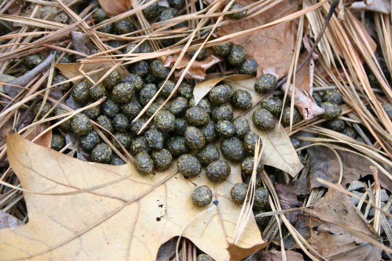 Two Methods to Make Rabbit Fertilizer Tea AllNatural Fertilizer