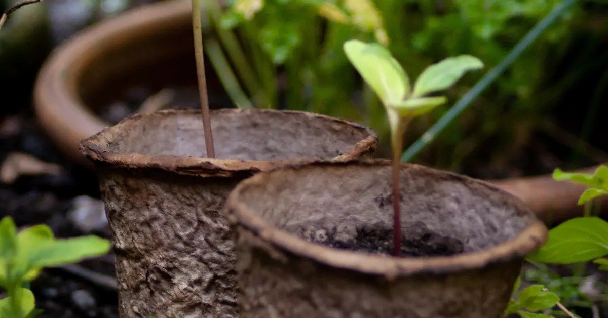 How Long do Biodegradable Pots Take to