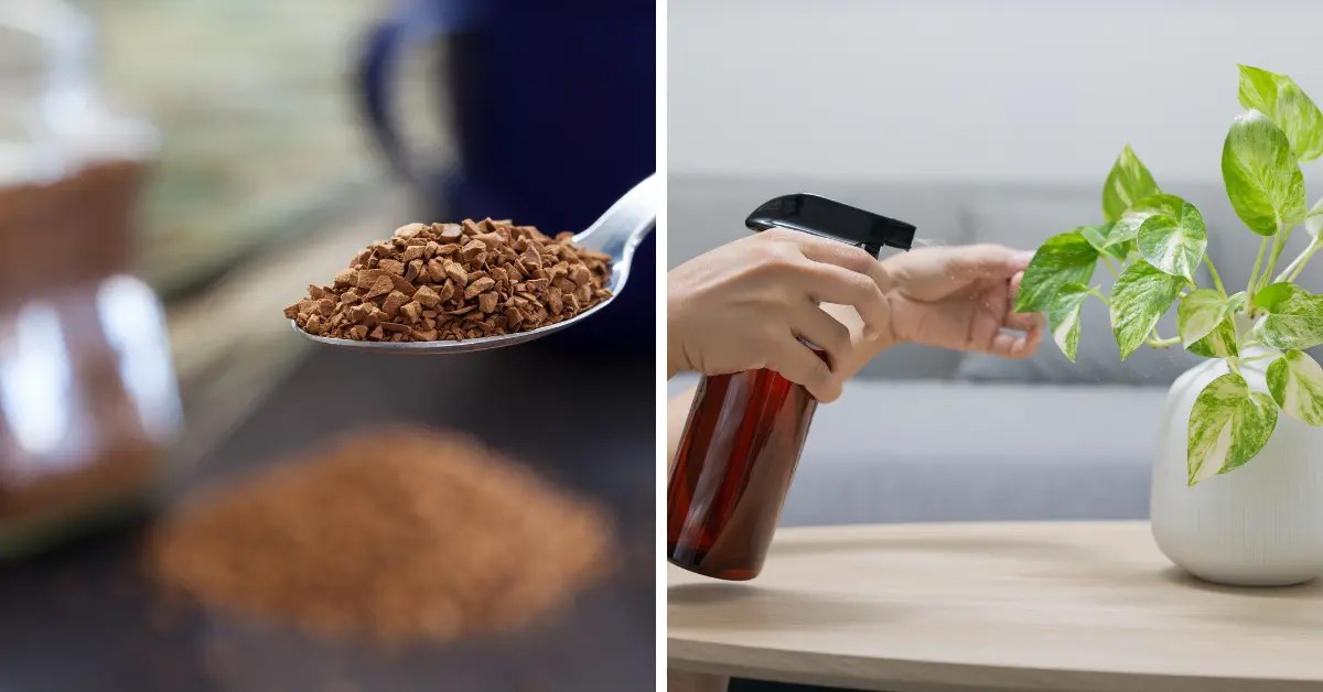 Is Instant Coffee Good for Plants? Expert Answers
