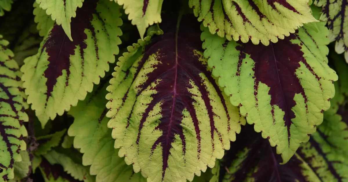 Overwatered Coleus? Here's How to Rescue and Revive Your Plant