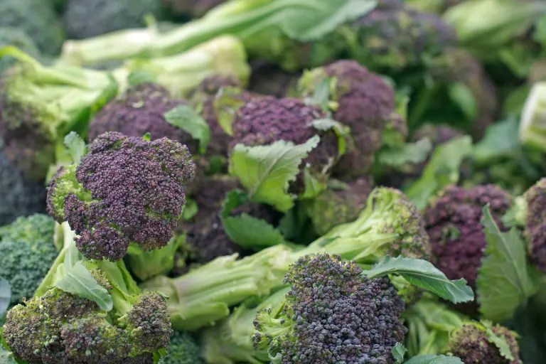 Why are Broccoli Leaves Turning Purple? Causes and How to Fix It