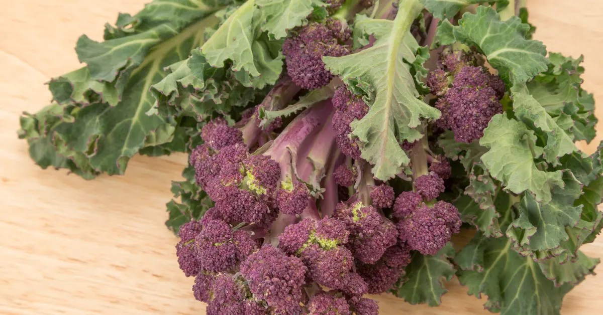 Why are Broccoli Leaves Turning Purple? Causes and How to Fix It