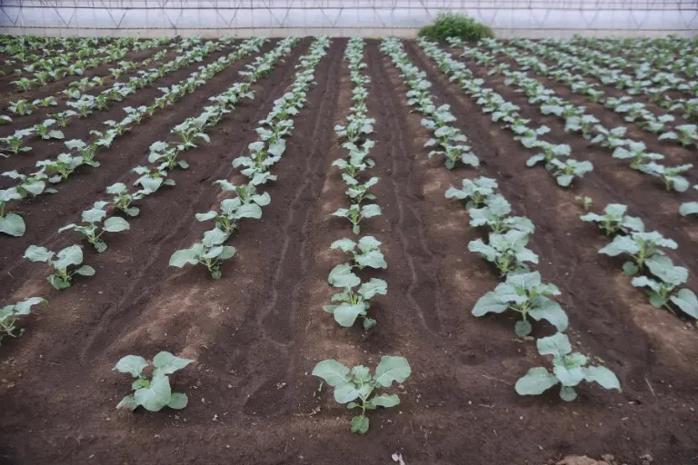 Why are Broccoli Leaves Turning Purple? Causes and How to Fix It