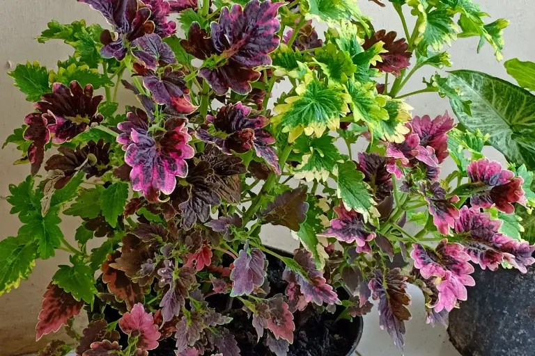 Overwatered Coleus? Here's How to Rescue and Revive Your Plant