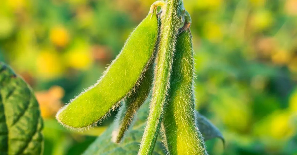 Green Beans Having Fuzzy Texture Is that Normal?