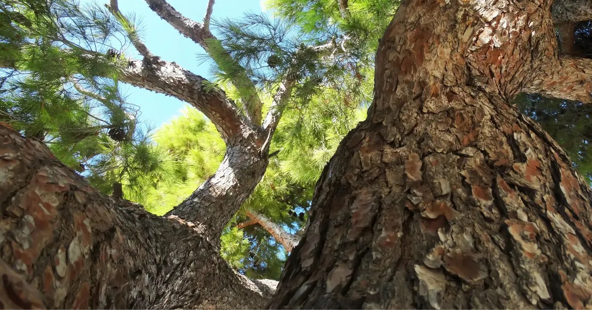 How Much does a Pine Tree Weigh? This may Surprise You