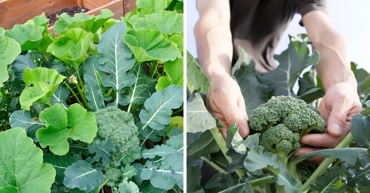 How to Grow Broccoli Indoors from Seeds to Harvest