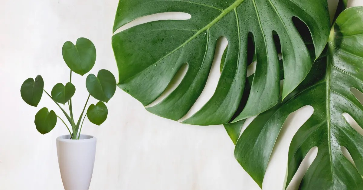 Monstera Leaves Getting Smaller? How To Grow Bigger Ones?