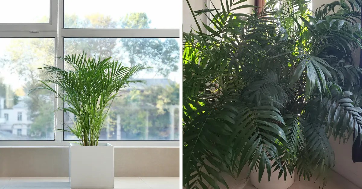 Parlor Palm Growth Rate and How to Make it Grow Faster