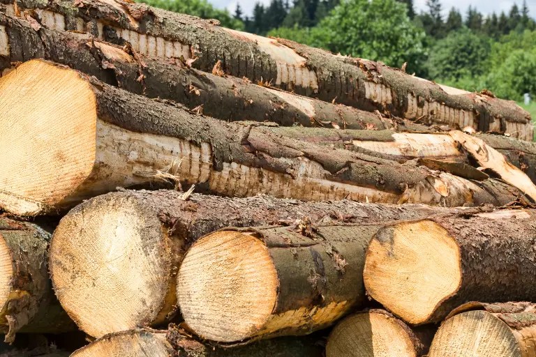 How Much does a Pine Tree Weigh? This may Surprise You