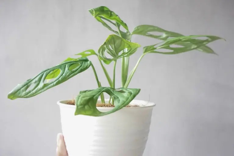 Monstera Leaves Getting Smaller? How To Grow Bigger Ones?