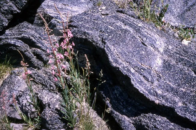 What is Perlite Made out of? Is Perlite Completely Safe?