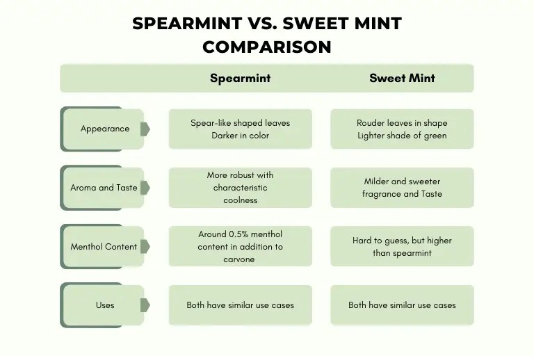 Is Sweet Mint the Same as Spearmint? Key Differences Explained