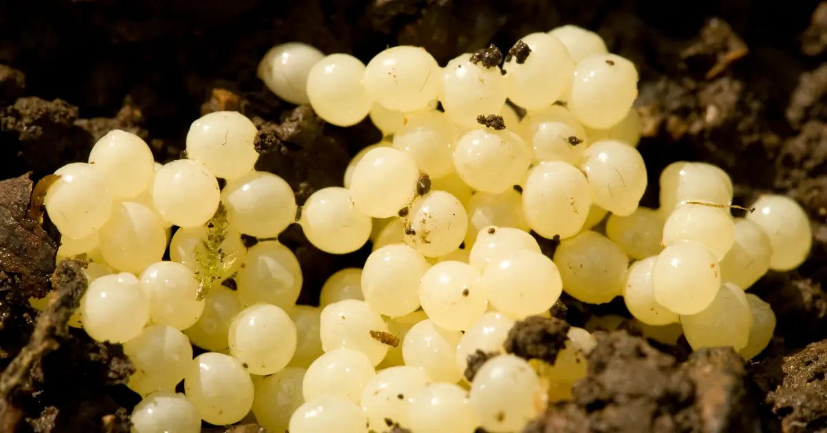 What are Small White Eggs in Soil and How to Deal with Them