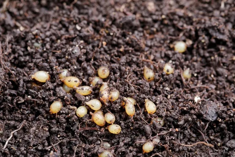 What are Small White Eggs in Soil and How to Deal with Them