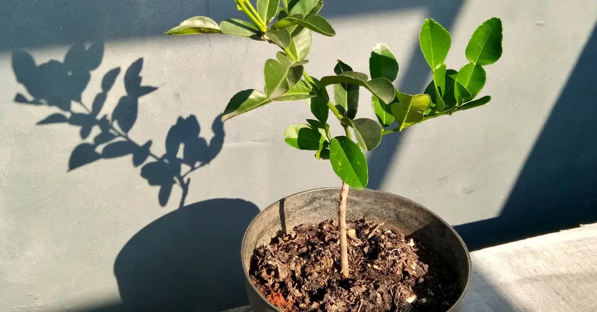 How to Grow Kaffir Lime Tree from Cuttings