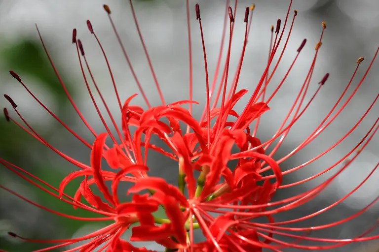 Spider Lily Meaning Symbolism of Different Spider Lily Colors