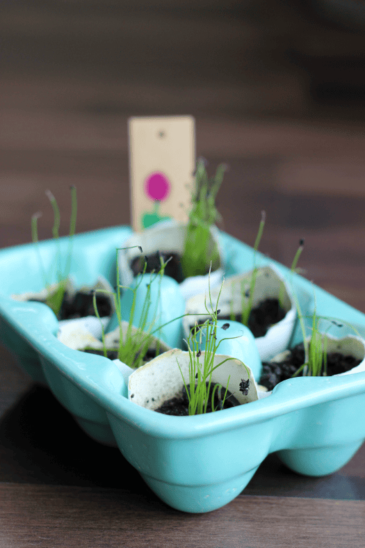Eggshell Seed Planters For Spring (Video) Gluesticks Blog