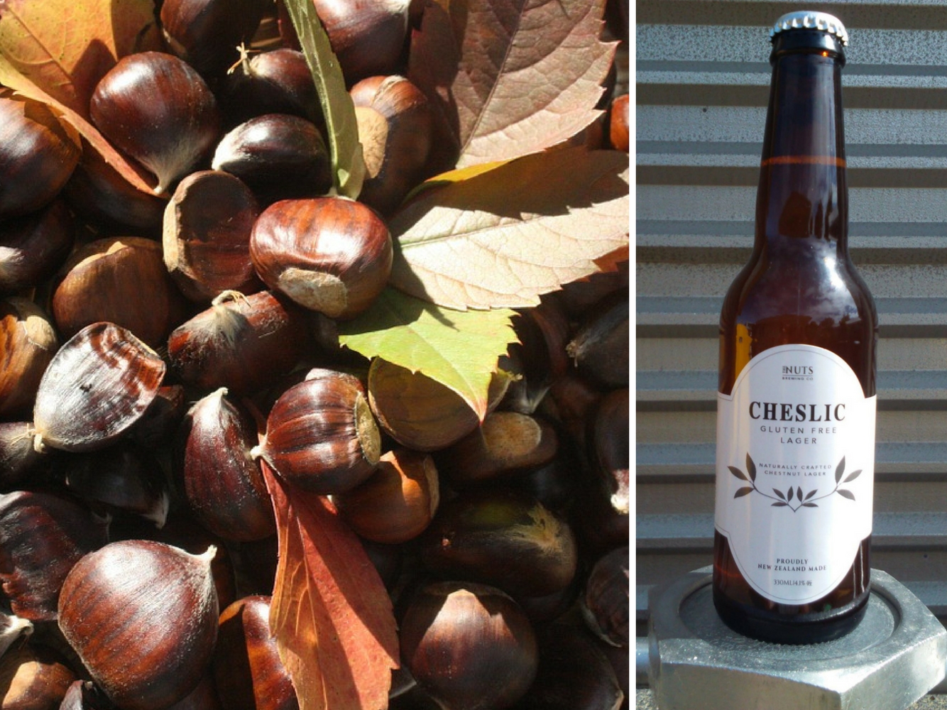 Glutenfree beers made using chestnuts are a hit with coeliacs Glutenshe