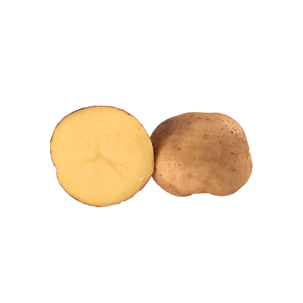 Sassy Seed Potato GLUTO INTERNATIONAL