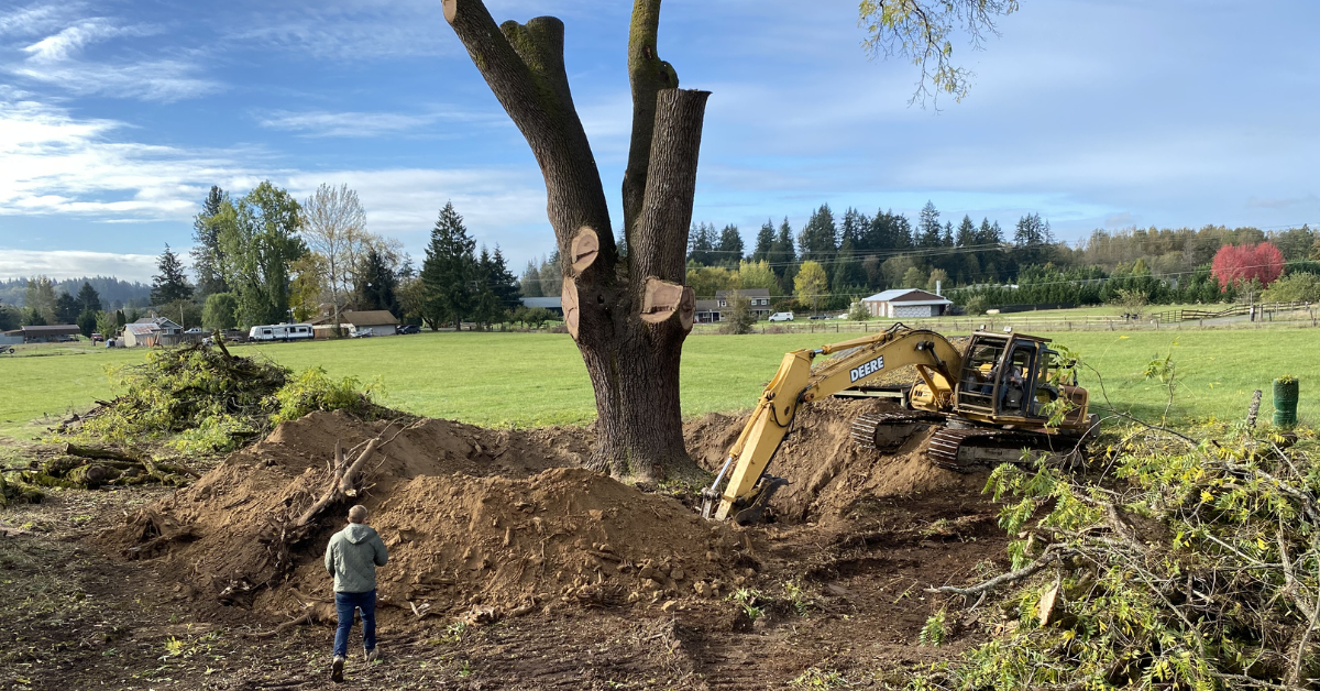 The Winters Family Black Walnut GL Veneer