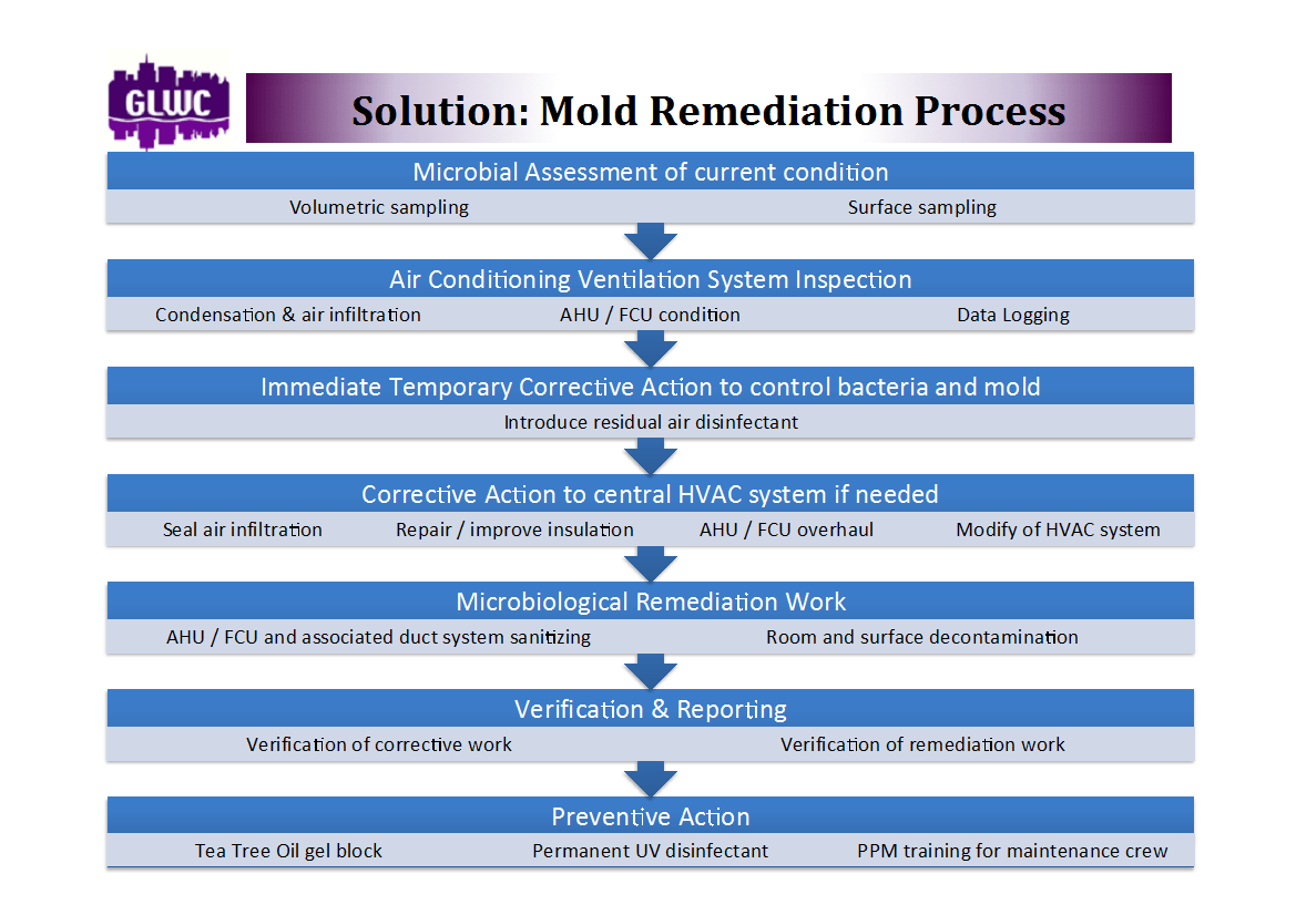 Mold Remediation Great Little Water Company