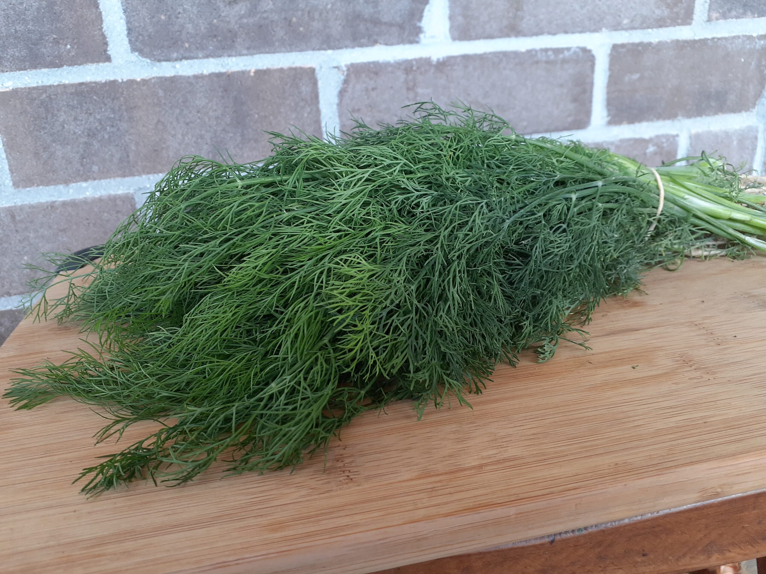 HerbsBaby Dill (bunch) Gmach Gardens