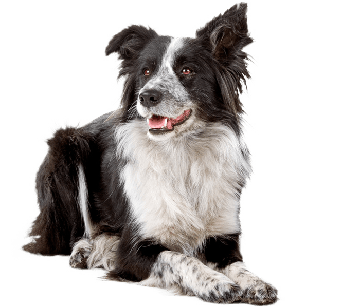 GMD Mowers, Tools & Hardware Canvey Island, Essex Pet Supplies