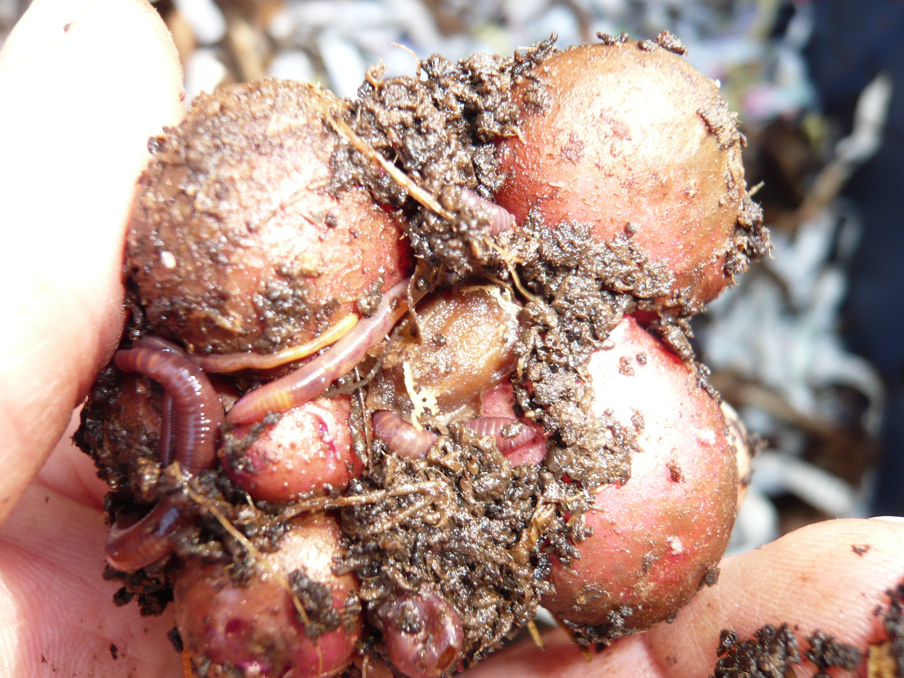 Worms and Potatoes Erstwhile Luddite