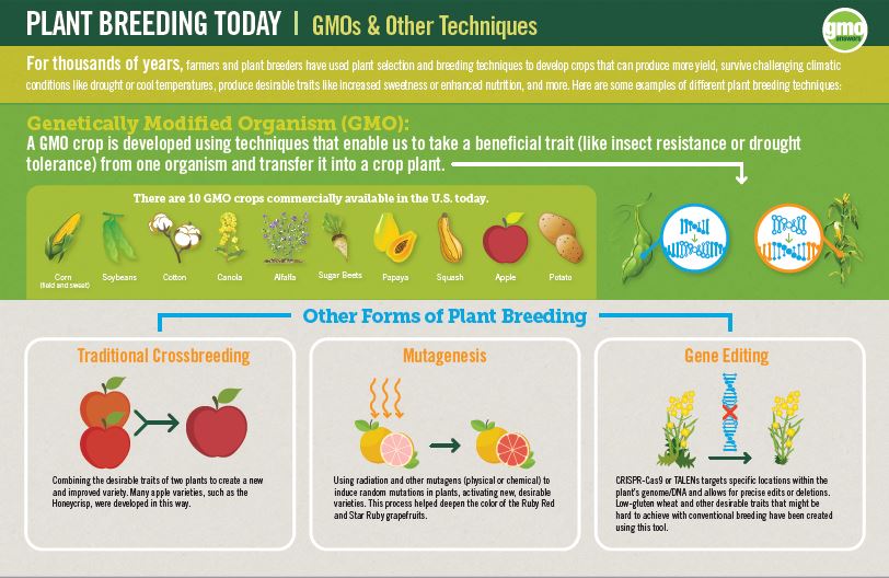 How GMOs Are Made? GMO Answers