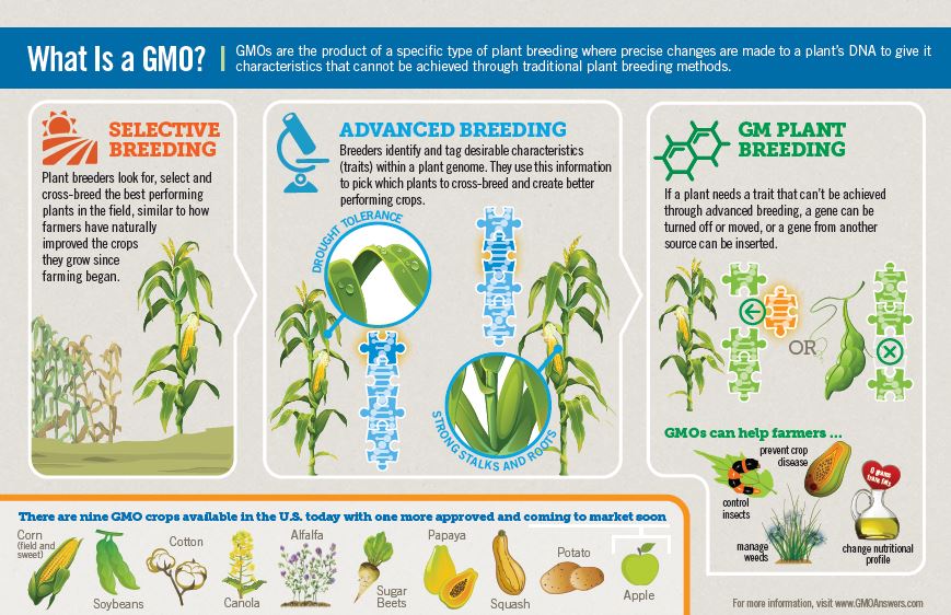 How are plants modified to produce GMOs? GMO Answers