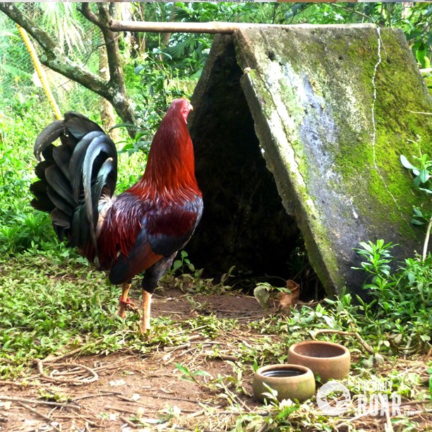 Taruhan Ayam Terbaik Trik Membuat Tubuh Ayam Aduan Tegap