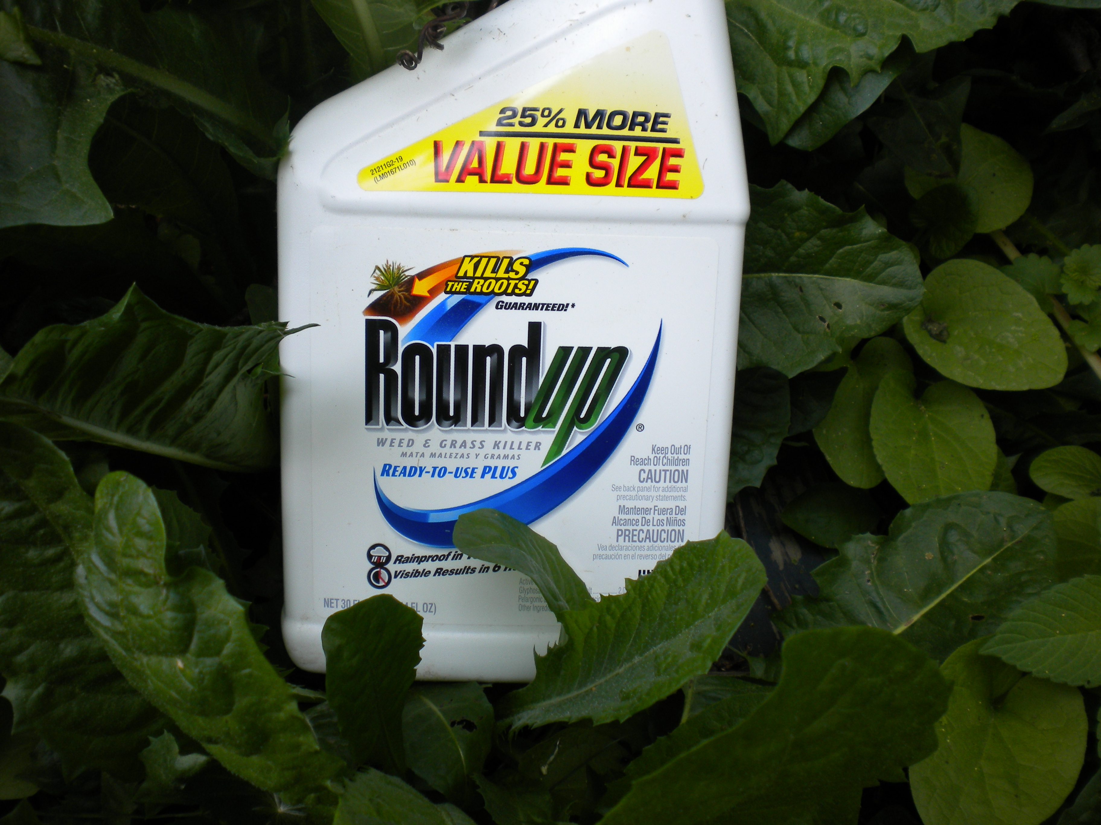 Roundup Herbicide Is Endocrine Disruptor in Human Cells at Drinking Water Levels GMO EVIDENCE