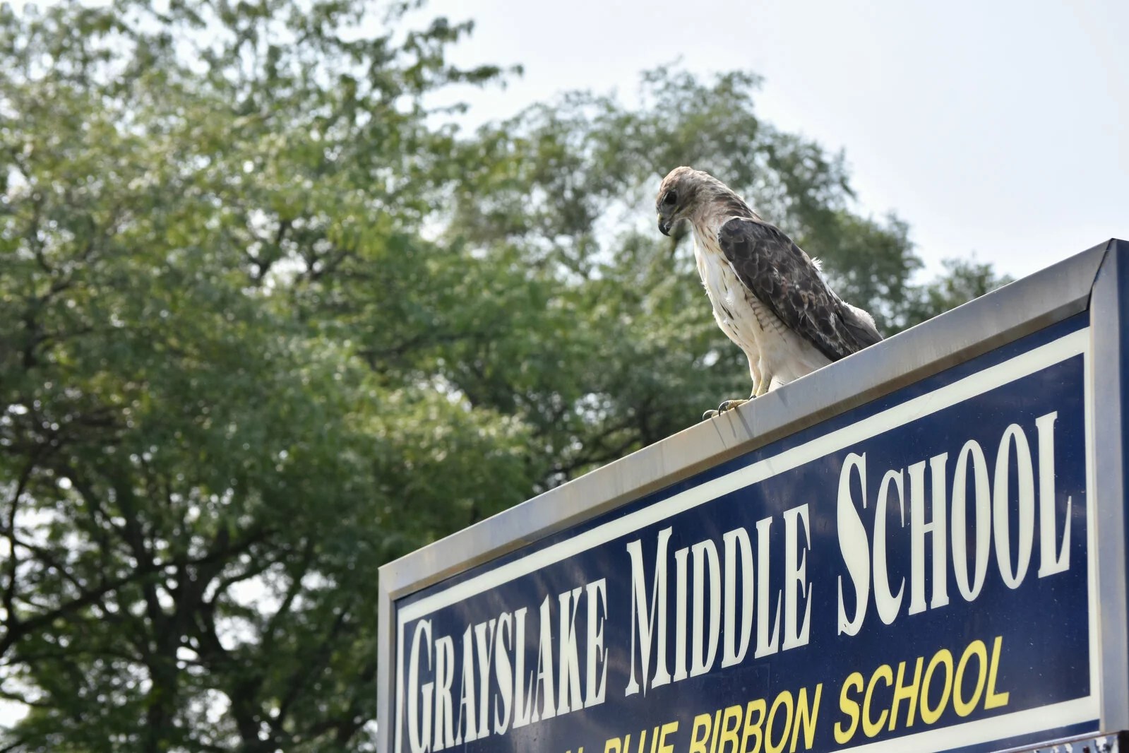 Grayslake Middle School