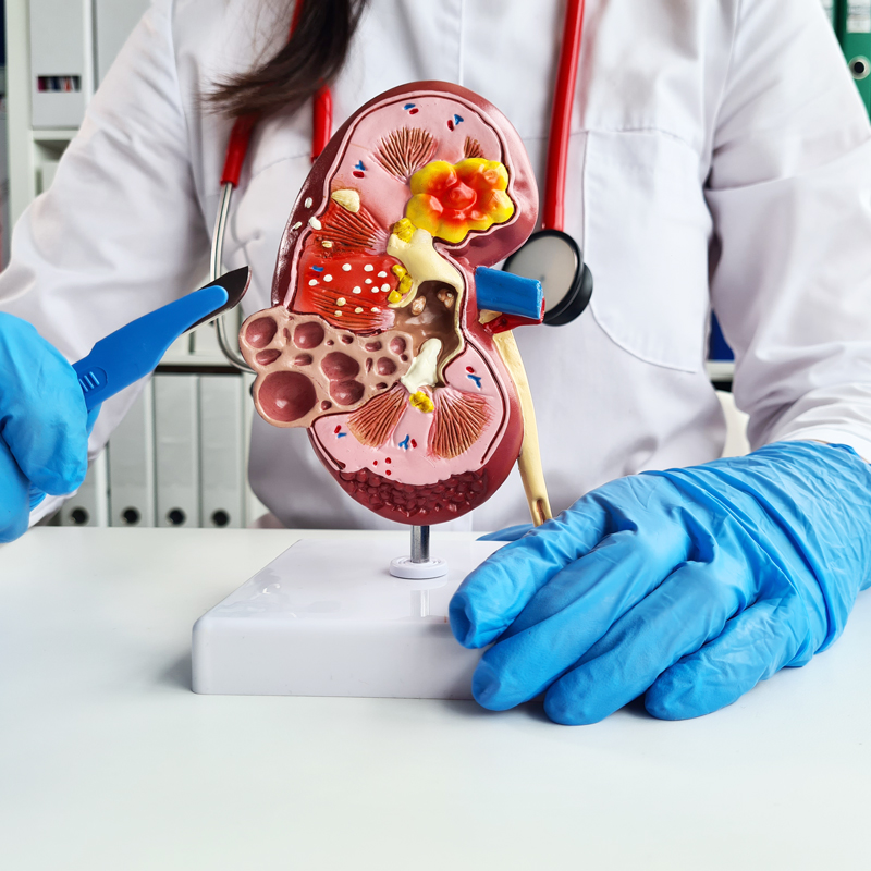 Nephrology Greek Med Top Partners