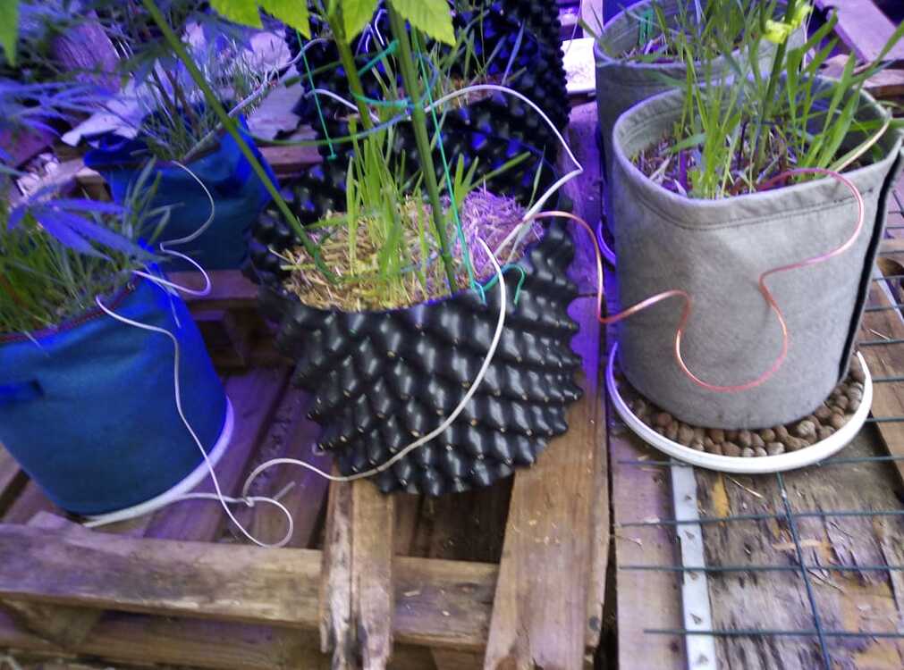 "Grounding" Of Potted Plants DIY Do It Yourself Growers Network Forum