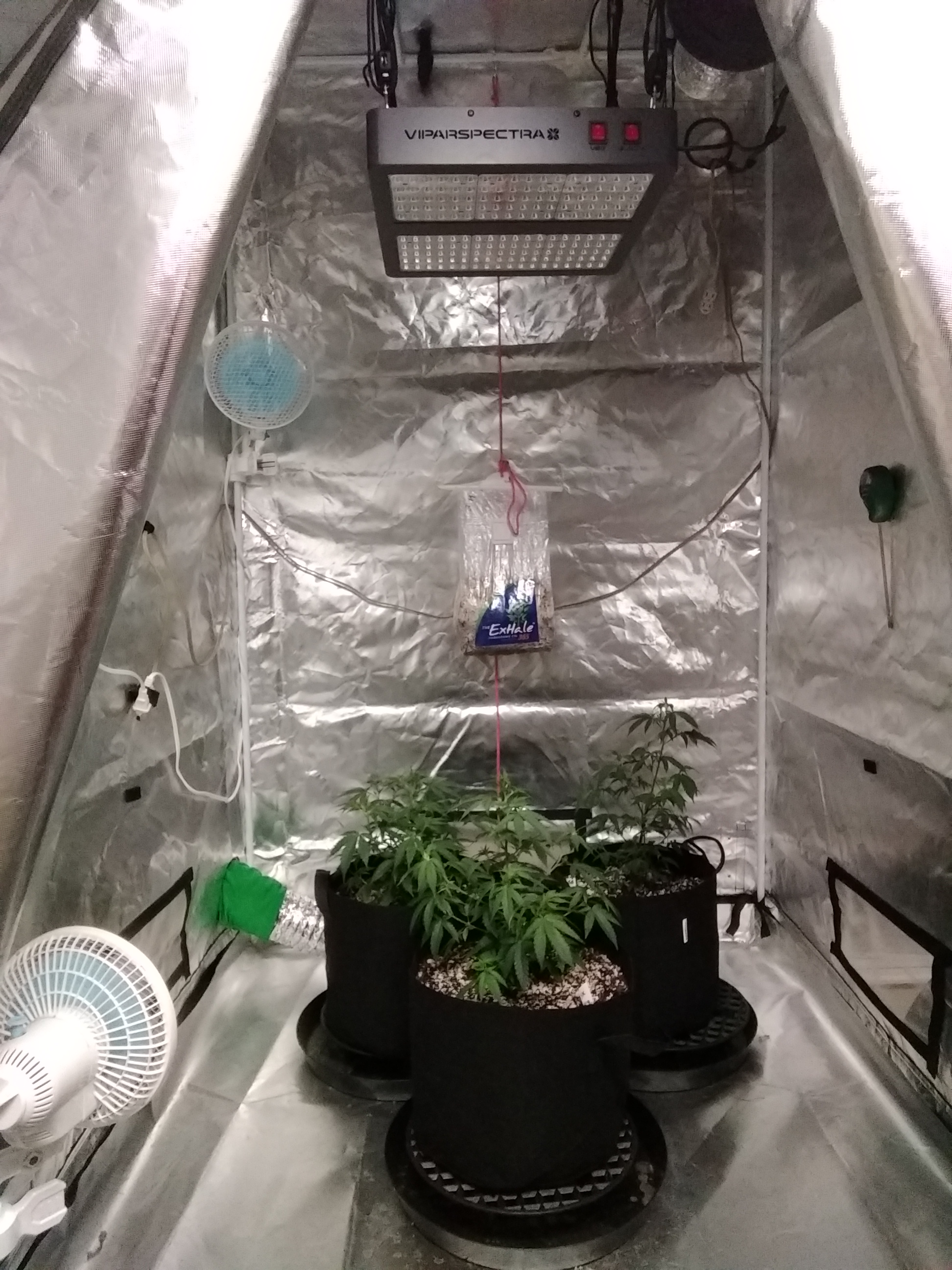 Fan placement in 4x4 tent Grow from Home Growers Network Forum