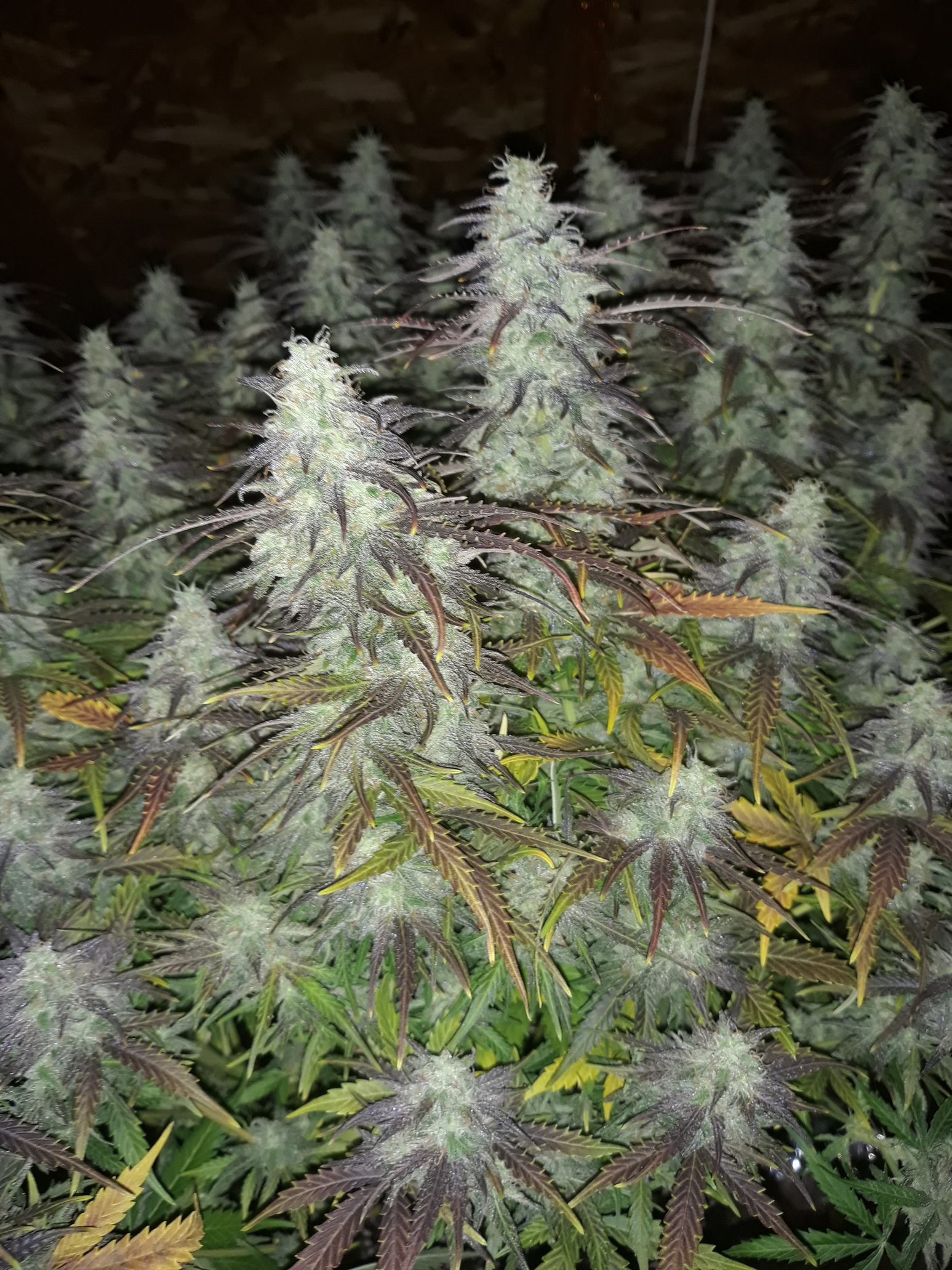 What does THC do for a cannabis plant? Grow from Home Growers