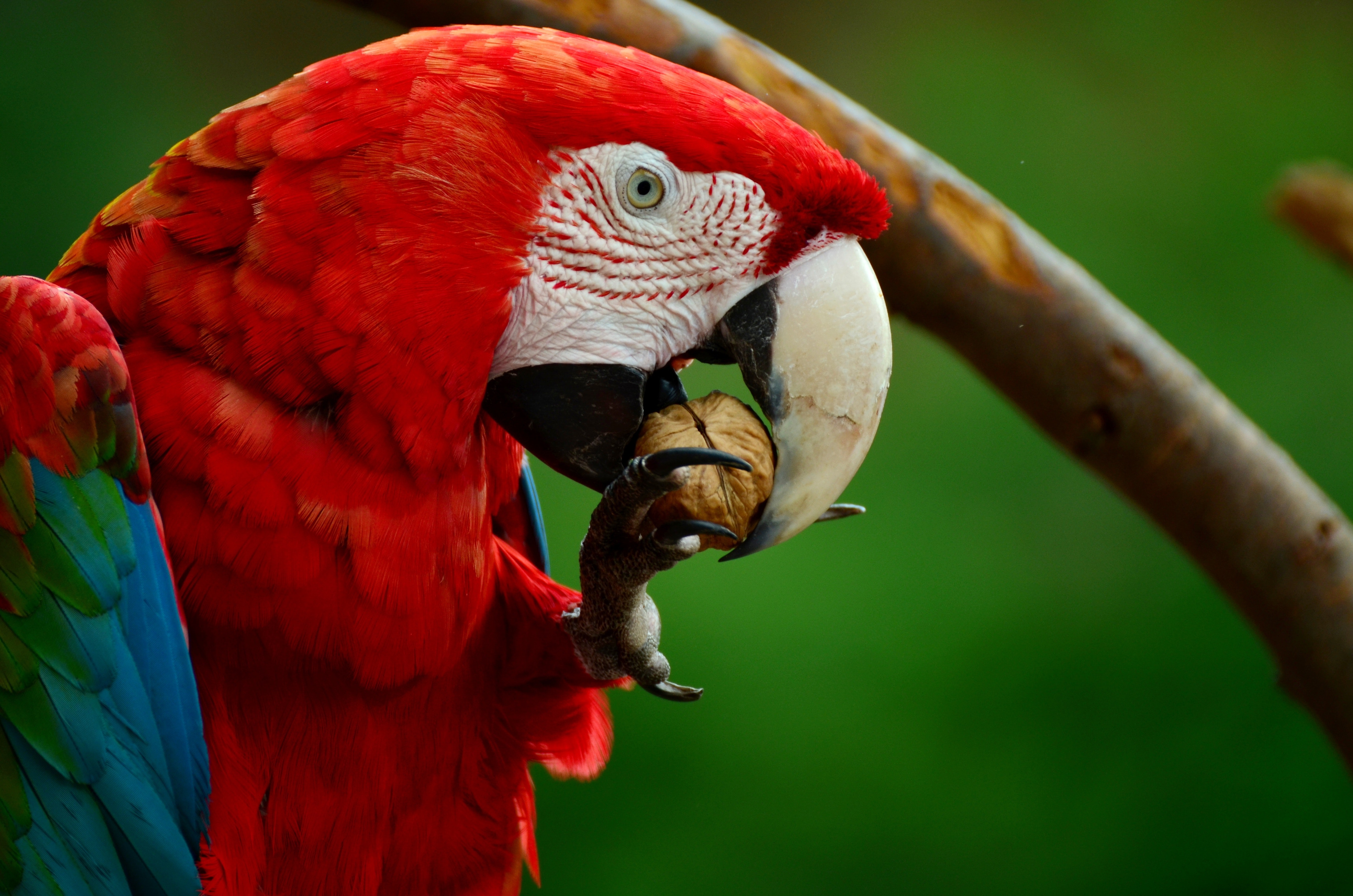 Gnation Scarlet Macaw put on the endangered list World Today