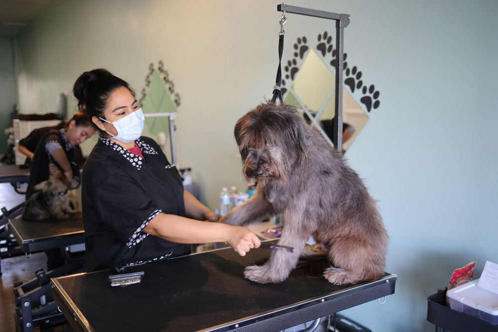 GoDoggies Find the Perfect Groomer for Your Dog