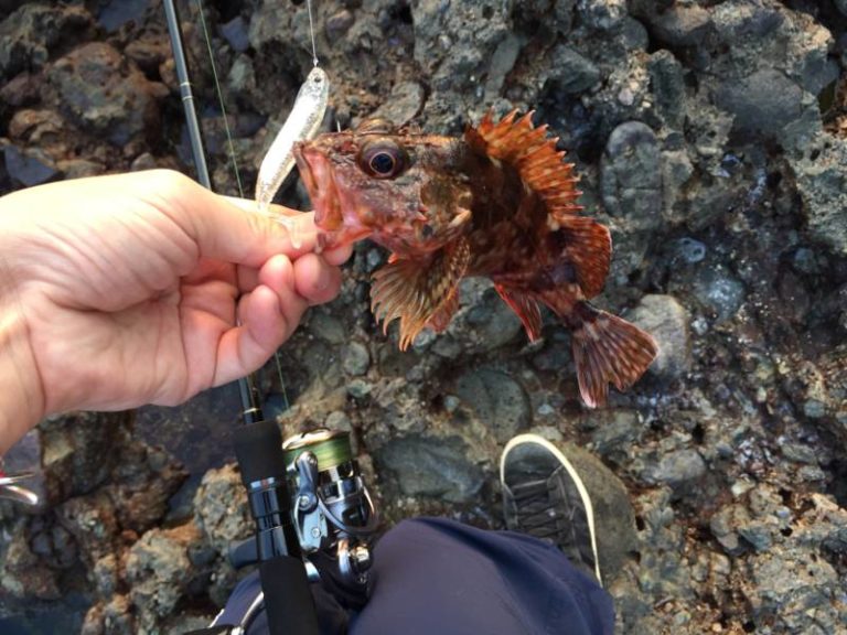 ガシリング（カサゴ釣り）に行ってきた！おすすめワームや釣り方を紹介 つりにいく
