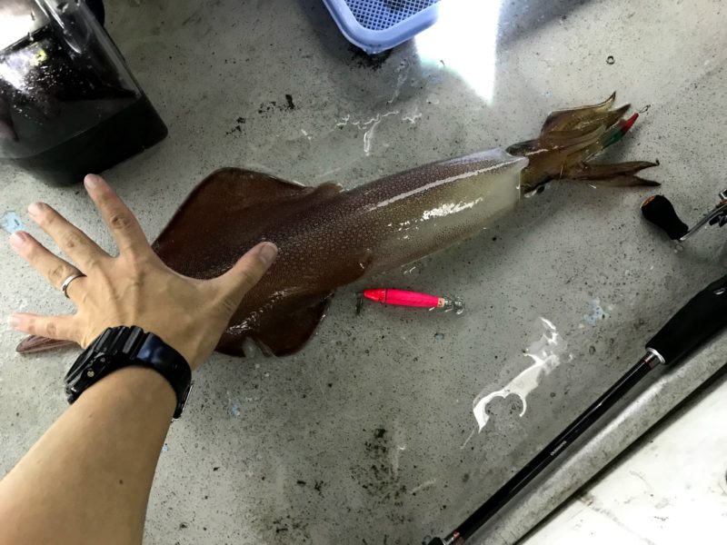 √100以上 ケンサキイカ 時期 大分 154131ケンサキイカ 時期 大分 sedusoluongnyus