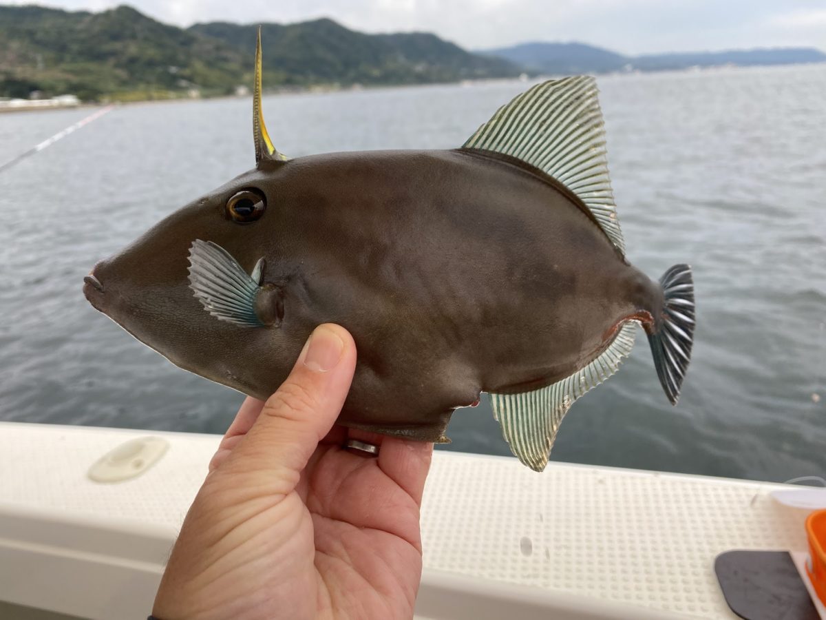 ウマヅラハギ 仕掛け 895508広島 ウマヅラハギ 仕掛け Jozirasutonh7w
