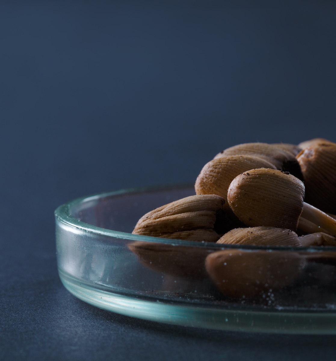 Psilocybin can alleviate severe depression when used with therapy