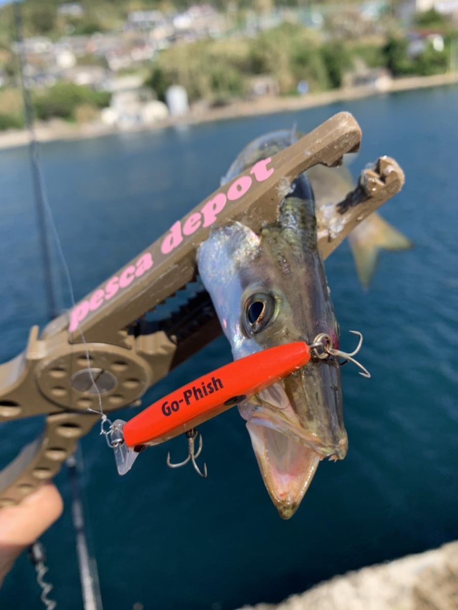 サワラー・カマサー・ヒラスズキ！！ GoPhish