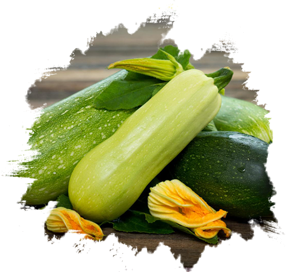 Fresh Zucchini GO PLAZA for trading