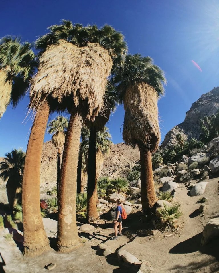 The Vanlifer’s Guide to Joshua Tree National Park LaptrinhX / News